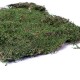 Terrario Shadow Forest Moss - mech naturalny 35x30cm