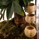 Terrario Hang Bowl Natural - łupina miska wisząca z przyssawką