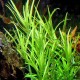 Eco Plant - Pogostemon Yatabeanus - InVitro mały kubek