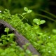 Eco Plant - Micranthemum Monte Carlo - InVitro mały kubek