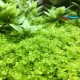 Eco Plant - Micranthemum Monte Carlo - InVitro mały kubek