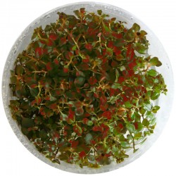 Eco Plant - Ludwigia Super Mini Red - invitro mały kubek