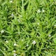 Eco Plant - Gratiola Viscidula - InVitro mały kubek