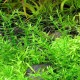 Eco Plant - Gratiola Viscidula - InVitro mały kubek