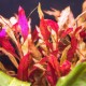Eco Plant - Alternanthera Rosanervig - invitro mały kubek