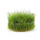 Eco Plant - Eleocharis Parvula - InVitro mały kubek