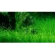 Eco Plant - Eleocharis Parvula - InVitro mały kubek