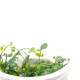 Eco Plant - Marsilea Hirsuta - roślina invitro mały kubek