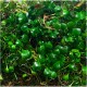 Eco Plant - Marsilea Hirsuta - roślina invitro mały kubek