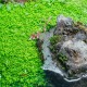 Eco Plant - Hemianthus Cuba - InVitro mały kubek