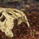 Repti-Zoo Crocodile Skull S - czaszka krokodyla