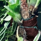 Wacool Rainforest Plant Cotton 440x440m - hydrolon