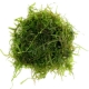 Eco Plant - Taxiphyllum sp. 'Spiky Moss' - InVitro mały kubek