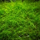 Eco Plant - Taxiphyllum sp. 'Spiky Moss' - InVitro mały kubek