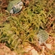Repti-Zoo Chile's Sphagnum moss - mech torowiec 4,5l