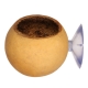Terrario Hang Bowl Natural - łupina miska wisząca z przyssawką