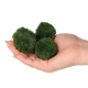 Eco Plant Marimo Ball Moss - gałęzatka 4 - 5cm