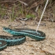 Repti-Zoo Stainless Snake Hook - metalowy hak na węże max 2kg