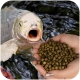 Glopex Premium Algen Feed - pokarm i witaminy dla ryb z spiruliną