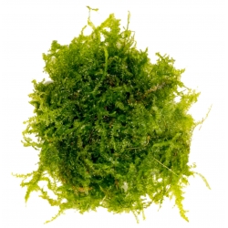 Eco Plant - China Moss - InVitro mały kubek