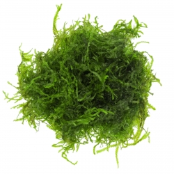 Eco Plant - Creeping Moss - InVitro mały kubek