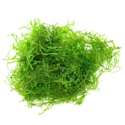 Eco Plant - Stringy Moss - InVitro mały kubek