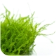 Eco Plant - Stringy Moss - InVitro mały kubek