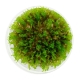Eco Plant - Taiwan Moss - InVitro mały kubek
