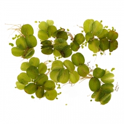 Eco Plant - Salvina Natans - roślina pływająca mały kubek