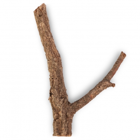 Drzewko z Dębu korkowego 40cm
