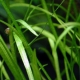 Eco Plant - Echinodorus Telenllus - InVitro mały kubek