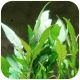 Eco Plant - Cryptocoryne Undulata 'green' - InVitro mały kubek