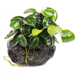 Eco Plant - Anubias Nana Petite - Invitro mały kubek