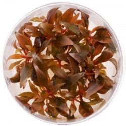 Yokuchi SUISEI - roślina AIternanthera Reineckii Mini