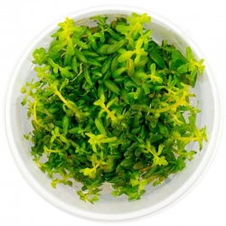 Yokuchi SUISEI - roślina Rotala Rotundifolia Green
