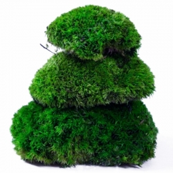 Natural Forest Moss - prawdziwy mech ciemna zieleń