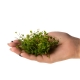Eco Plant Hydrocotyle Japan - roślina invitro 20 sztuk