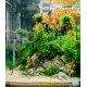 Eco Plant Hydrocotyle Japan - roślina invitro 20 sztuk