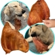 Dogario Bonni Pig's Ear L - duże wieprzowe ucho gryzak dla psa x10