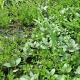 Eco Plant - Staurogyne Porto Vehlo - Invitro duży kubek