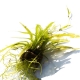 Roślina Invitro kubek mini - Echinodorus Quadricostatus