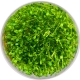 Eco Plant - Glossostigma Elatinoides - Roślina InVitro mały kubek