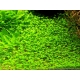 Eco Plant - Glossostigma Elatinoides - Roślina InVitro mały kubek