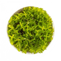 Eco Plant - Rotala Green - roślina invitro mały kubek