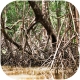 Rhizophora mangle "the Red Mangrove" - korzeń L