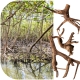 Rhizophora mangle "the Red Mangrove" - korzeń XS