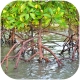 Rhizophora mangle "the Red Mangrove" - korzeń XS