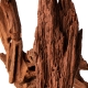 Philippines Classic Driftwood - drzewo mangrowca z wody XXS ok.10cm