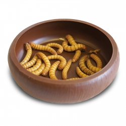Komodo Mealworm Dish - miska na żywy pokarm