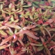 Eco Plant - Ammania gracilis - roślina invitro mały kubek